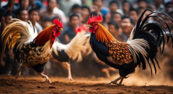 Panduan Lengkap Mengenai Adu Ayam di Indonesia