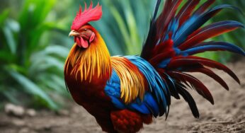 Panduan Lengkap Ayam Aduan: Keunikan dan Perawatan