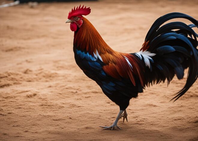 Pedoman dan Ketentuan dalam Sabung Ayam: Informasi Penting
