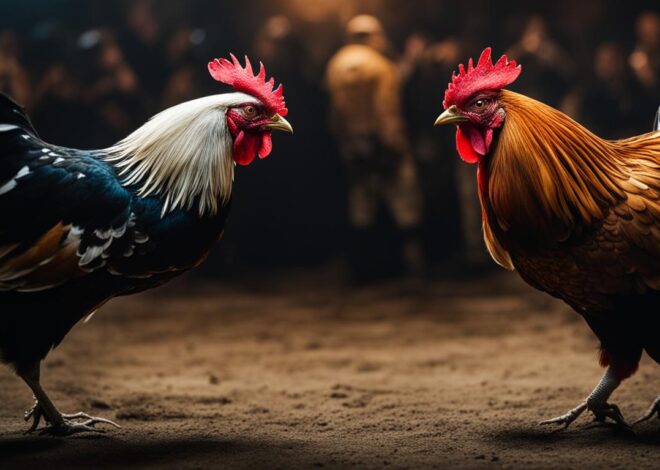 Ulasan Lengkap Tentang Taruhan Sabung Ayam di Indonesia