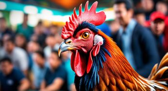Strategi Ampuh Cara Menang Sabung Ayam Online