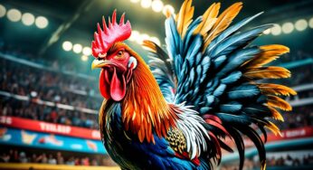 Situs Judi Sabung Ayam Online Terpercaya Indonesia