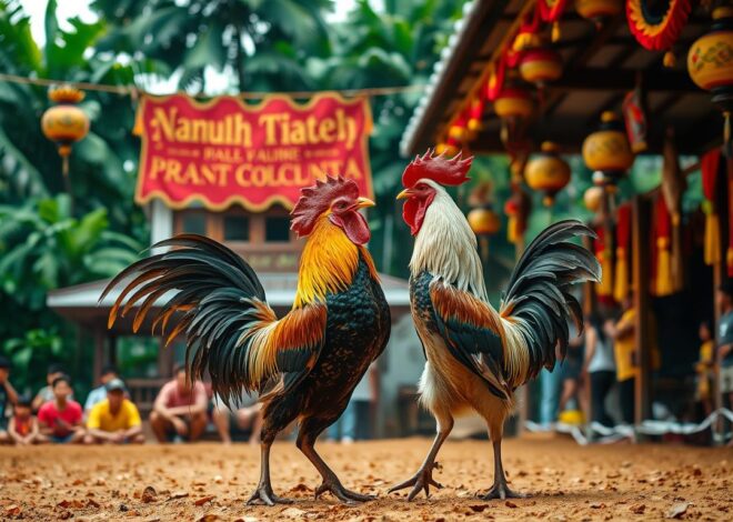 Agen Sabung Ayam Online Terpercaya di Indonesia